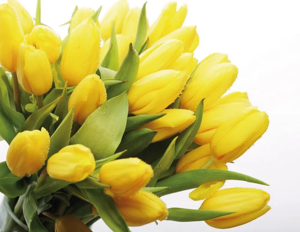 Yellow tulips