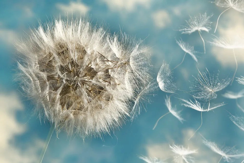 Dandelion