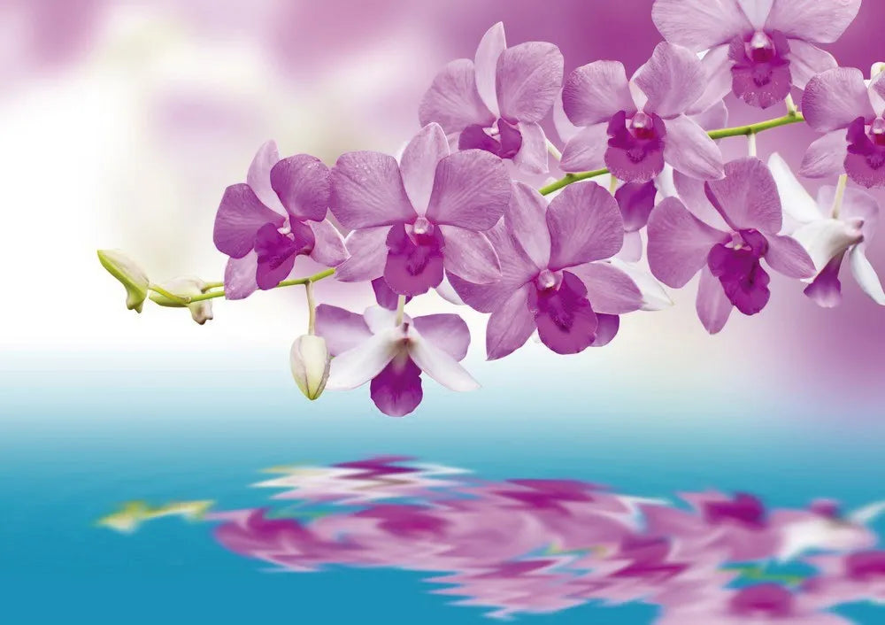 Orchid over water