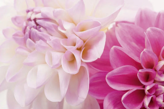 Dahlias
