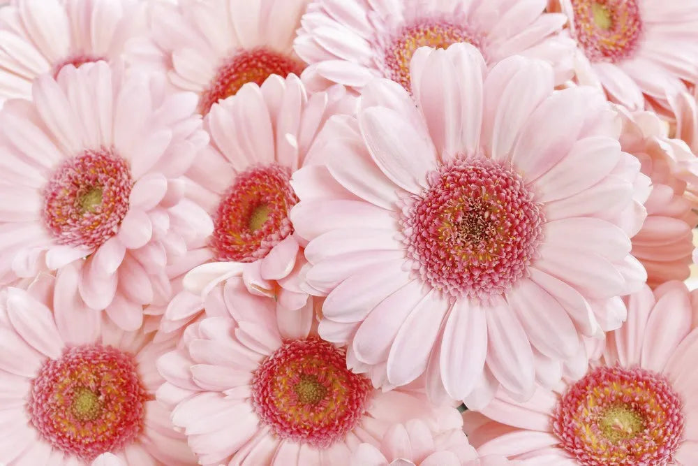 Gerbera