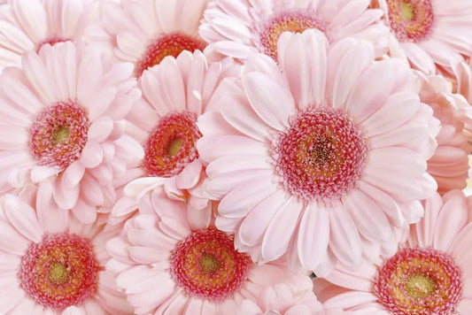 Gerbera