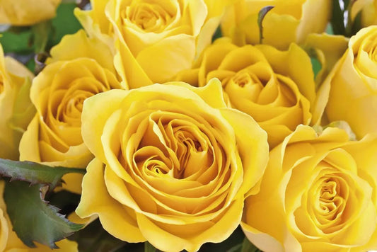 Yellow roses