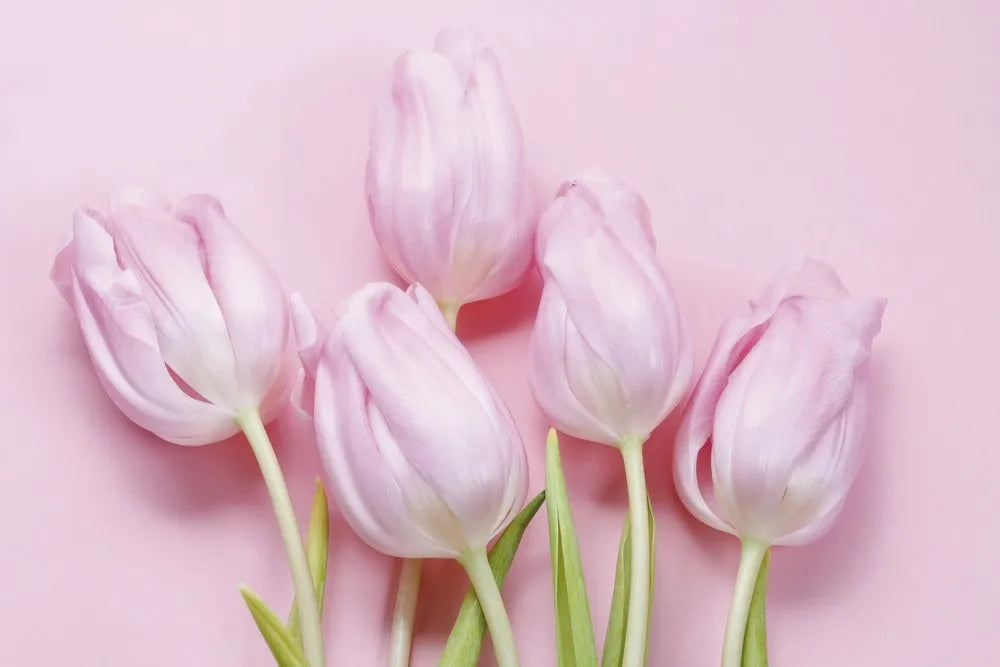 Pink tulips