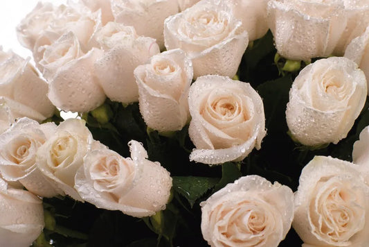 A bouquet of roses