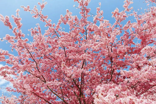 The cherry blossoms