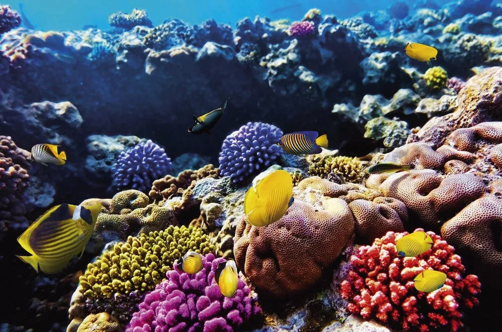Underwater world