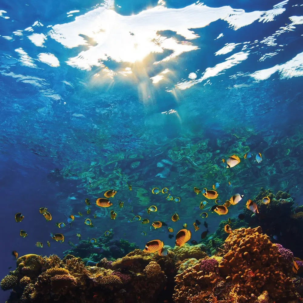 Underwater world