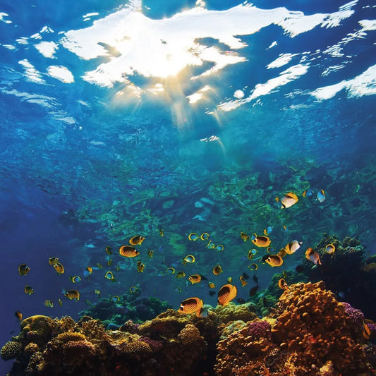 Underwater world