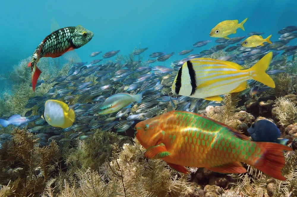 Underwater world