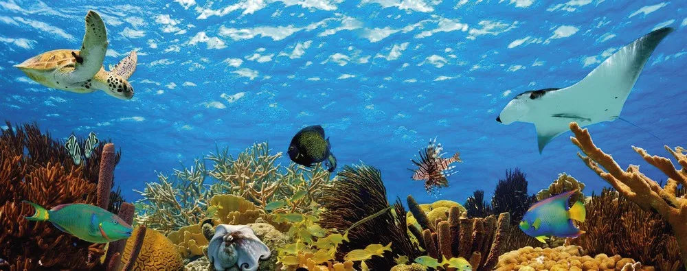 Underwater world