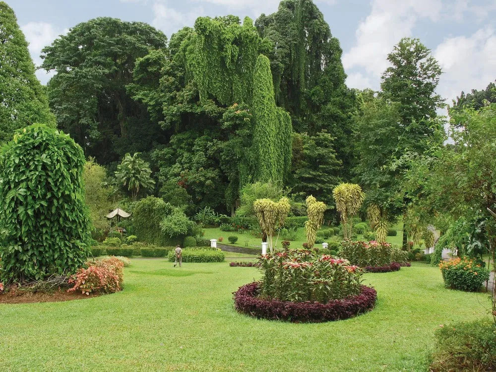 Flowerbed in the Park