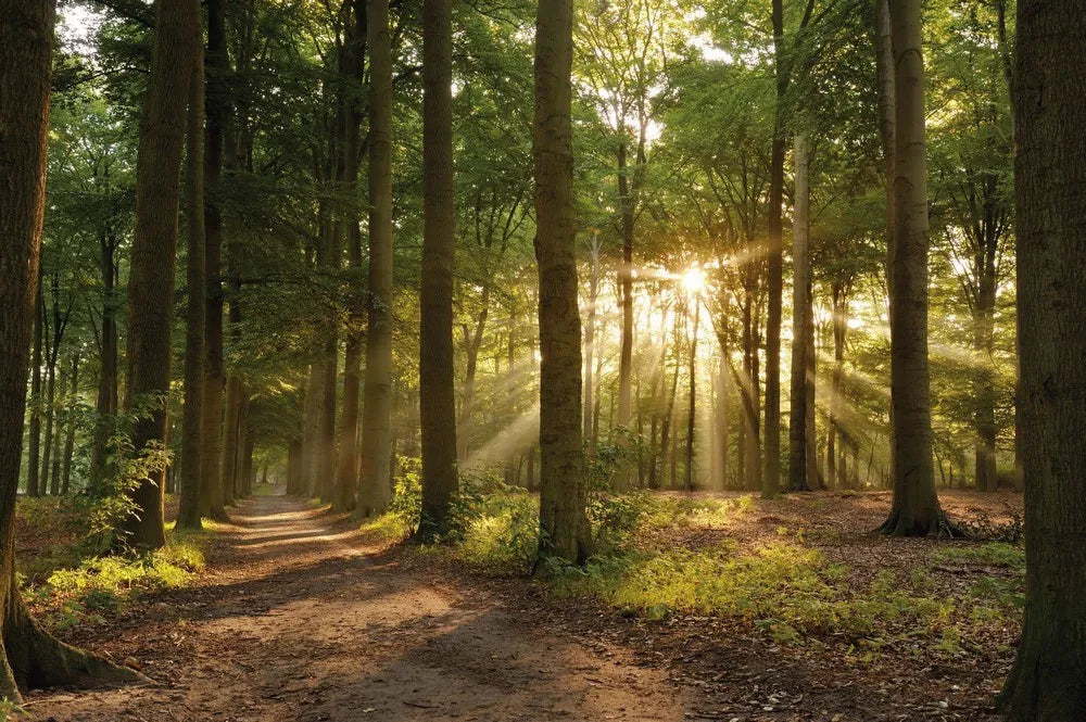Road in a forest