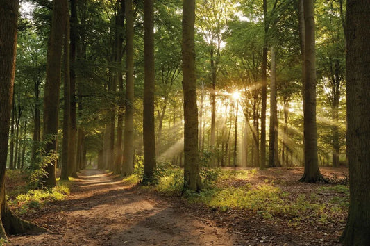 Road in a forest