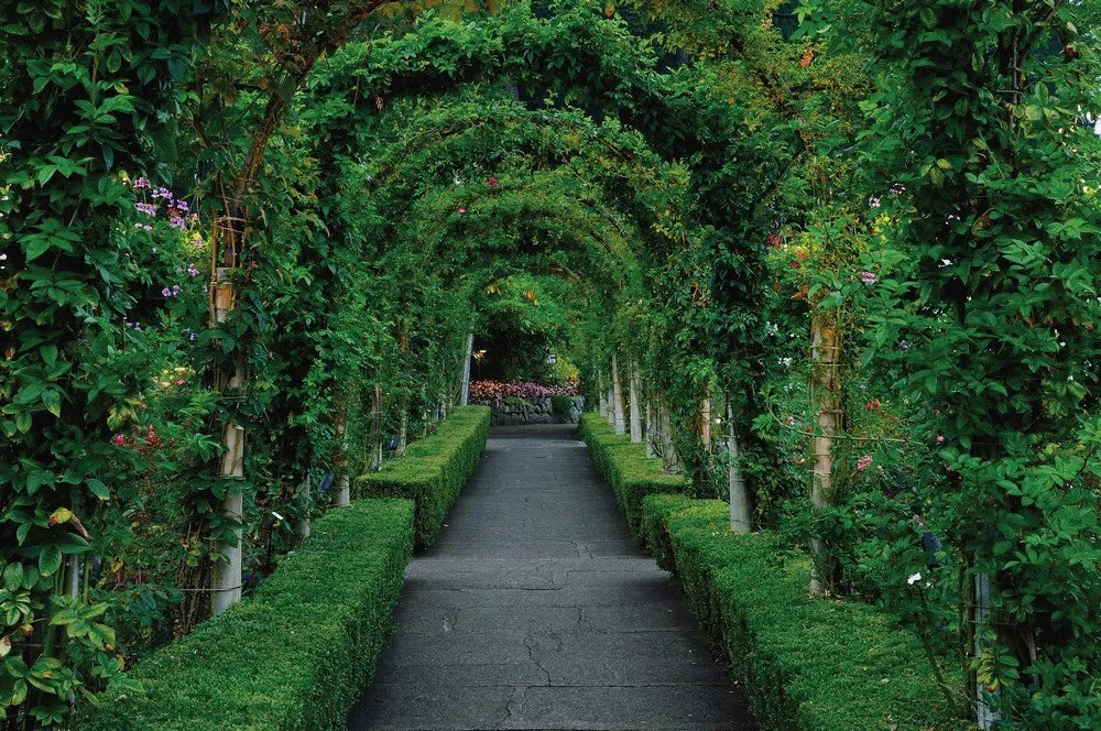 Alley in the Park
