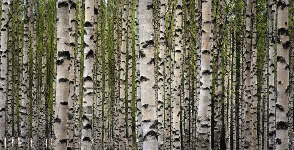 Birch grove