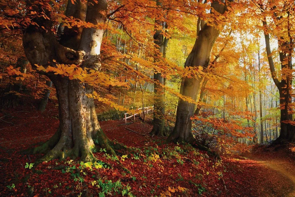 Autumn Park