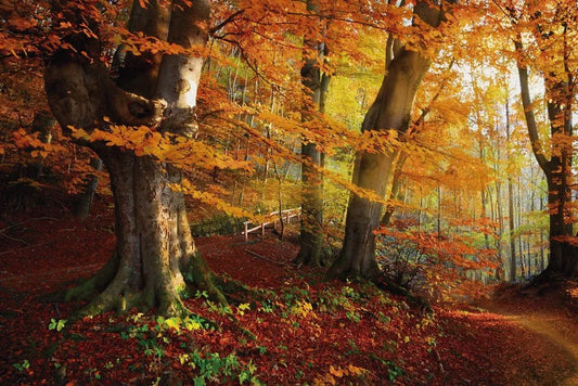 Autumn Park