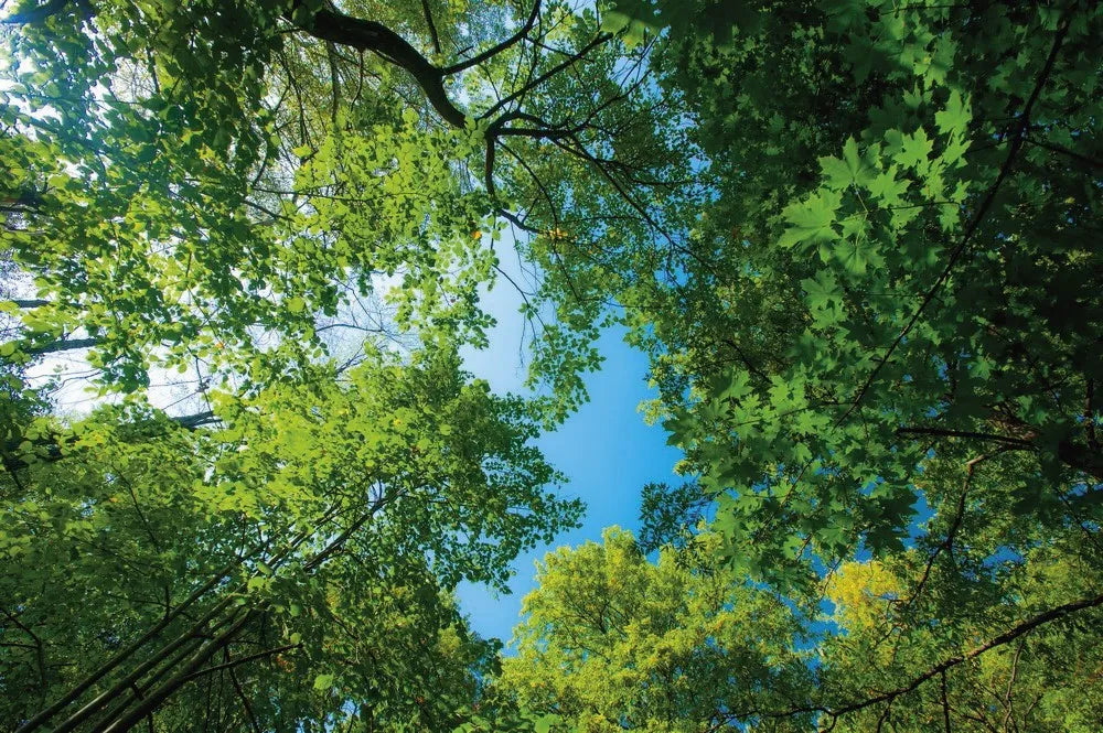 Trees