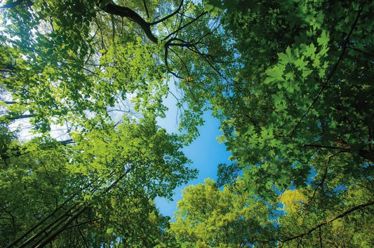Trees
