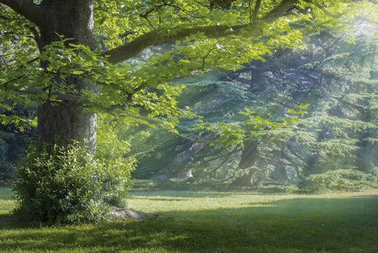 Sunny meadow