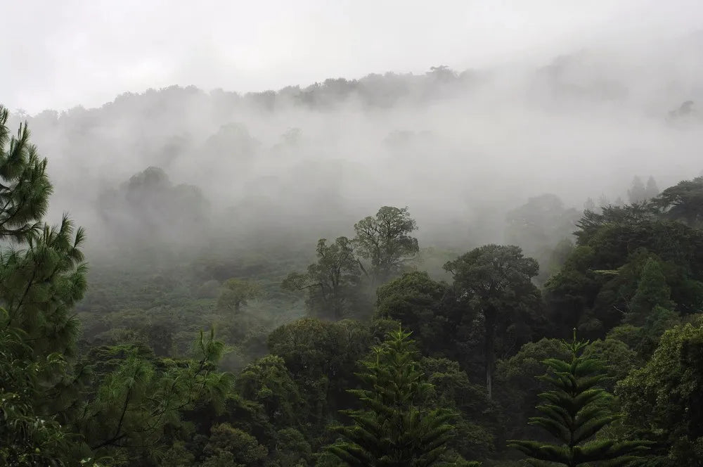 Fog in the forest