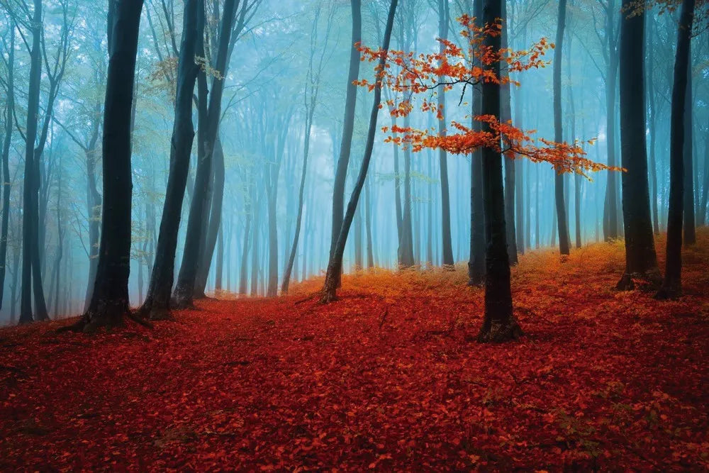 Fog in the Park