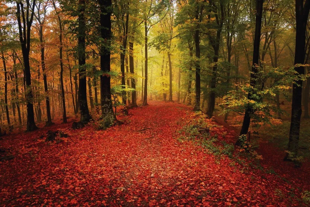 Autumn Park