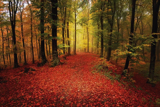 Autumn Park