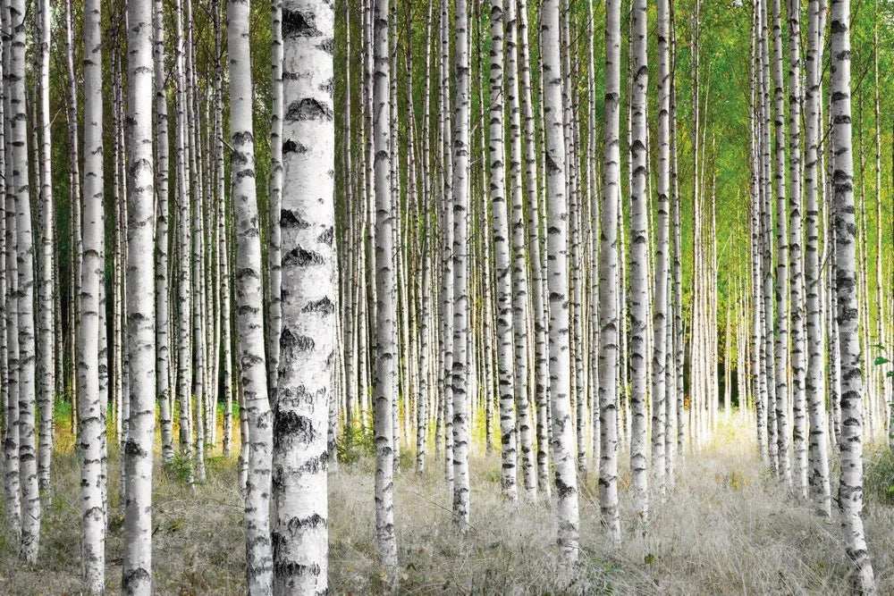 Birch grove