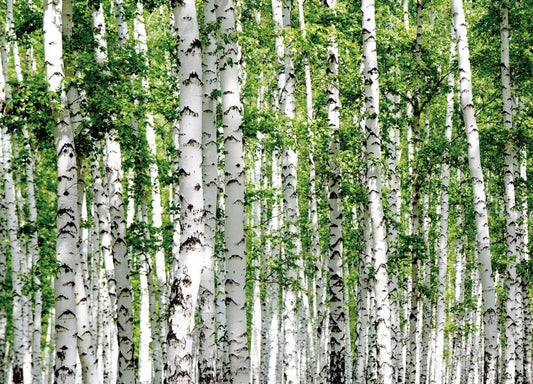 Birch grove