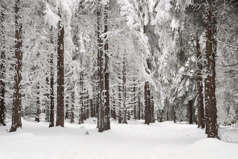 Winter forest
