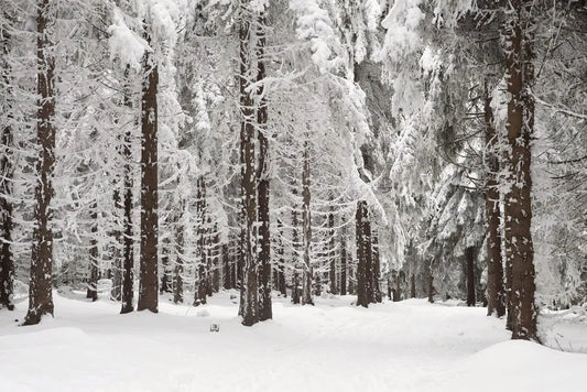 Winter forest