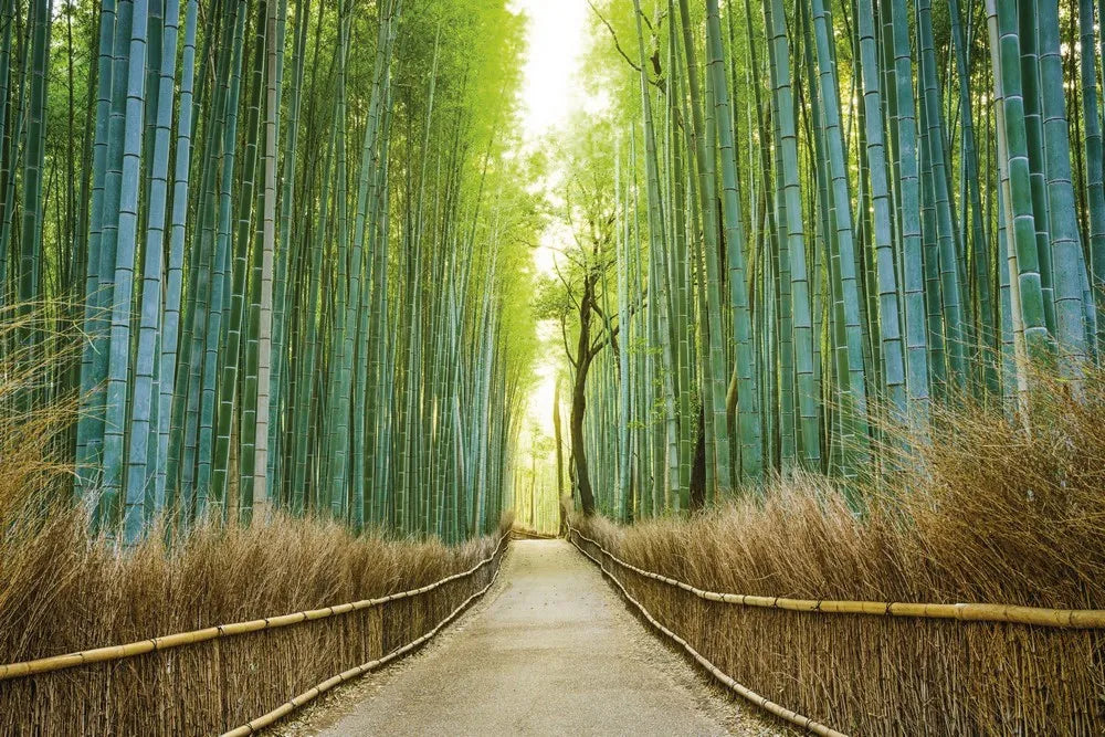 Bamboo forest