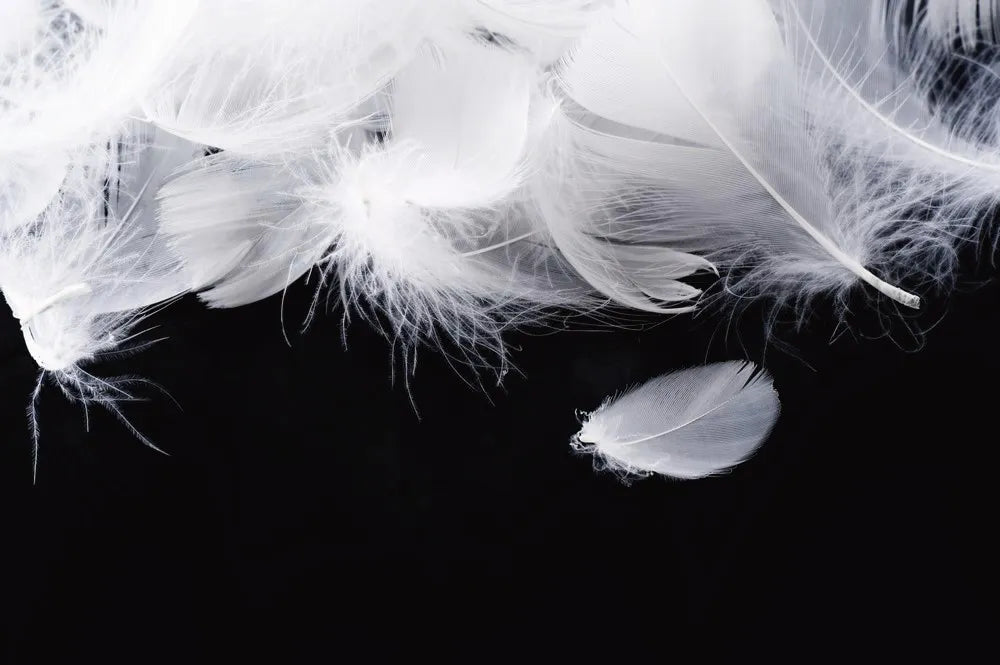 Feathers
