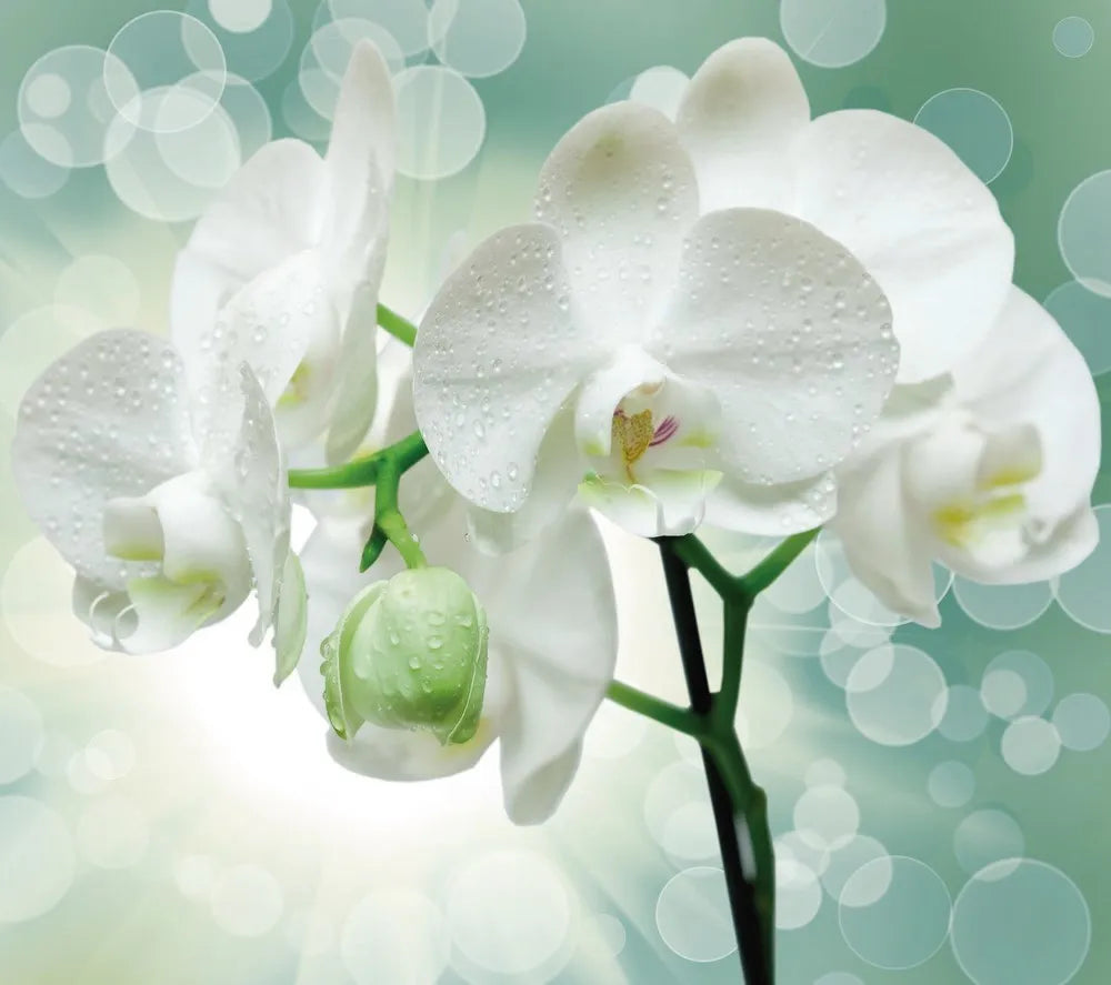 Orchid