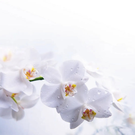 Orchid