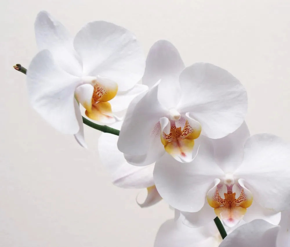 Orchid