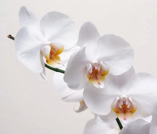 Orchid