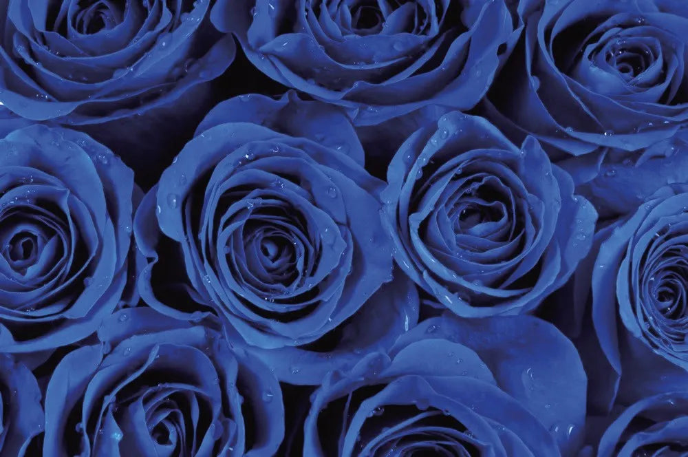 Blue rose