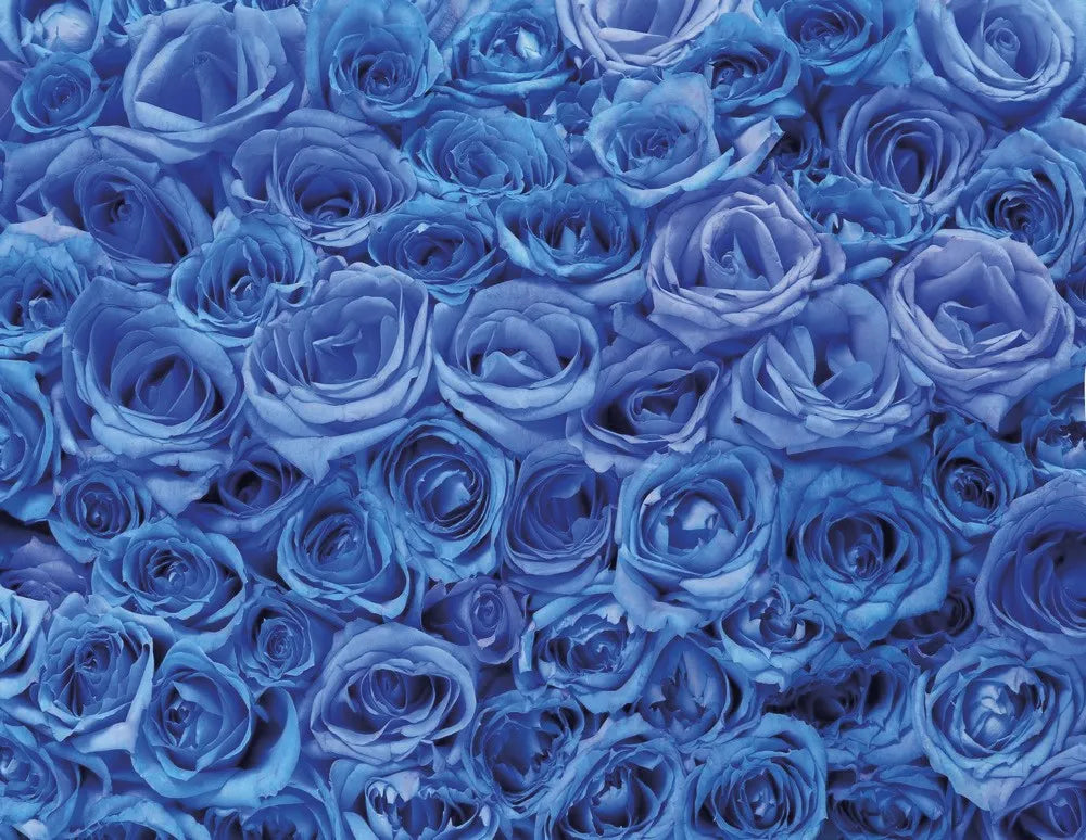 Blue roses