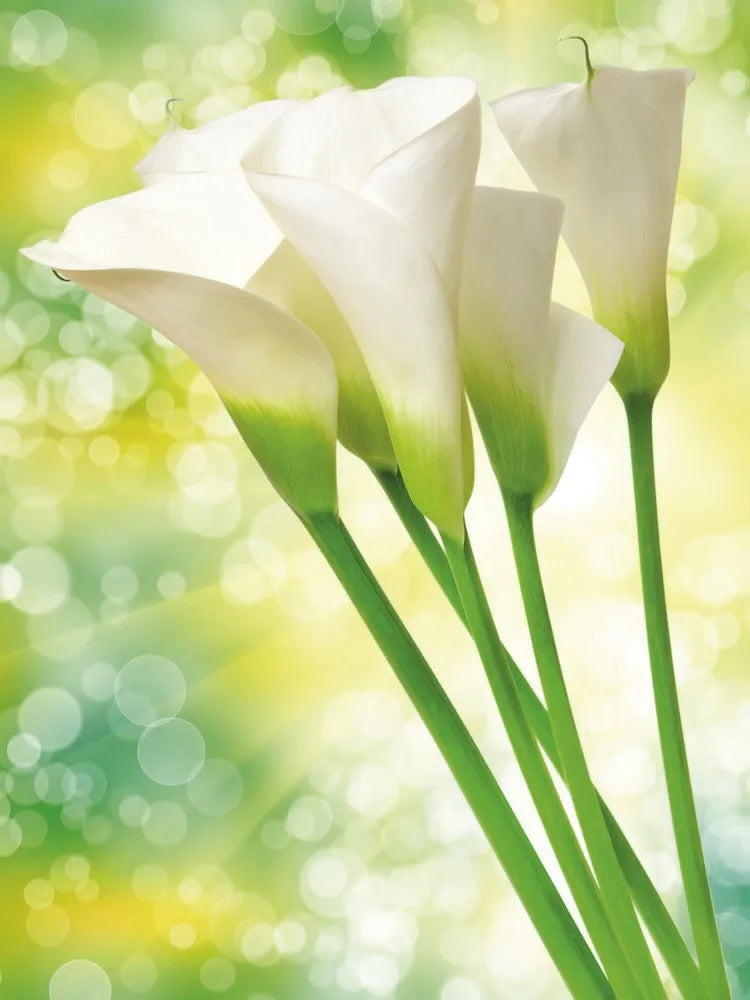 Calla lilies