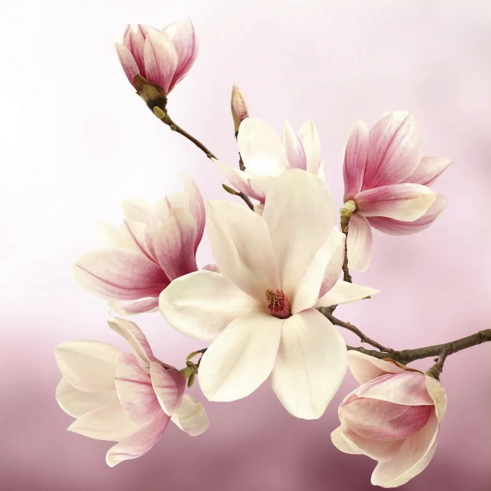 Magnolia