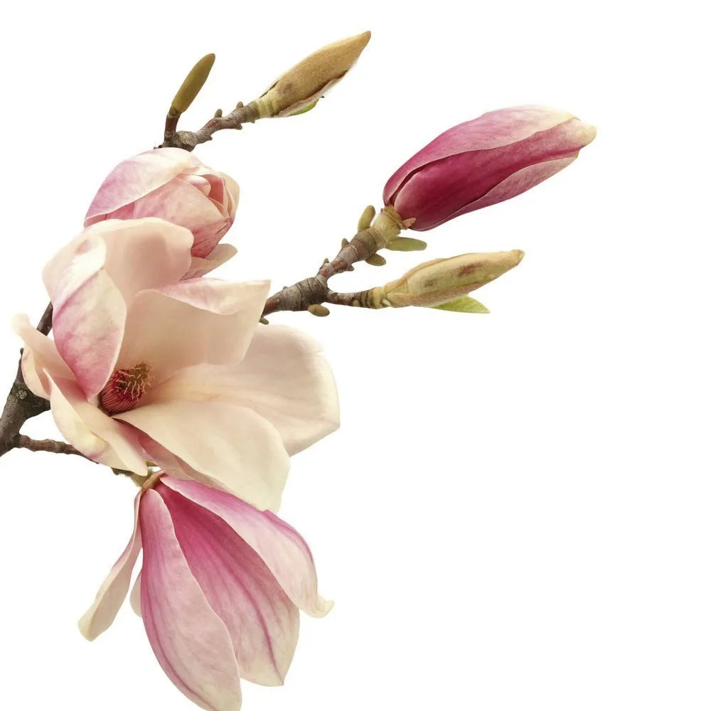 Magnolia