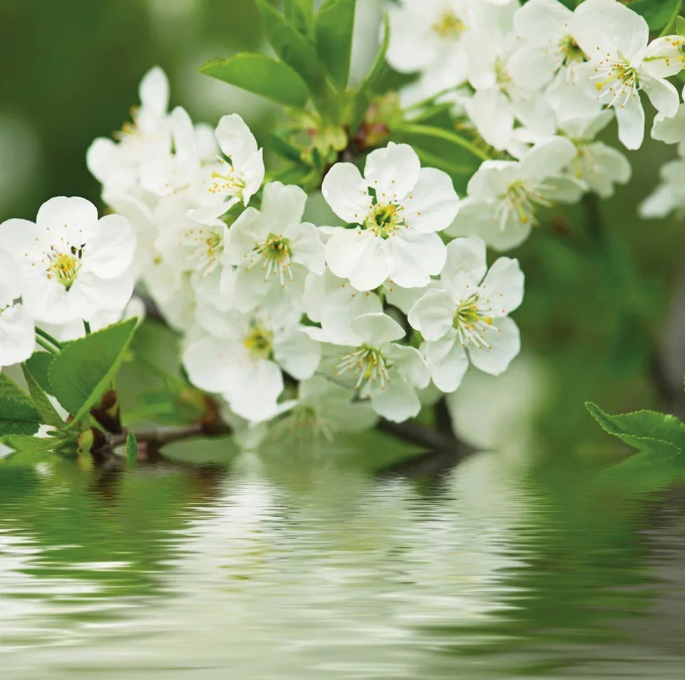 The cherry blossoms