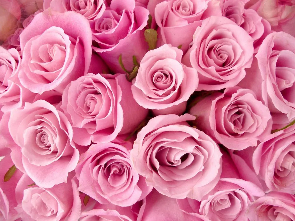 Roses