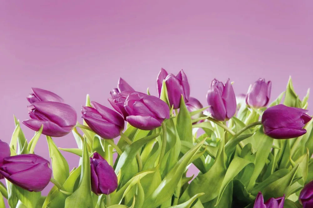 Tulips