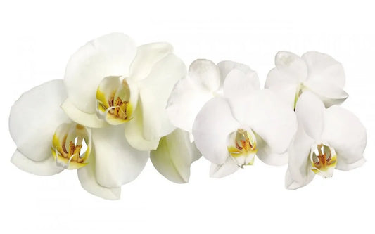 White orchids