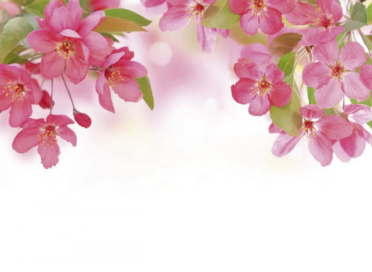 Flowering Apple trees