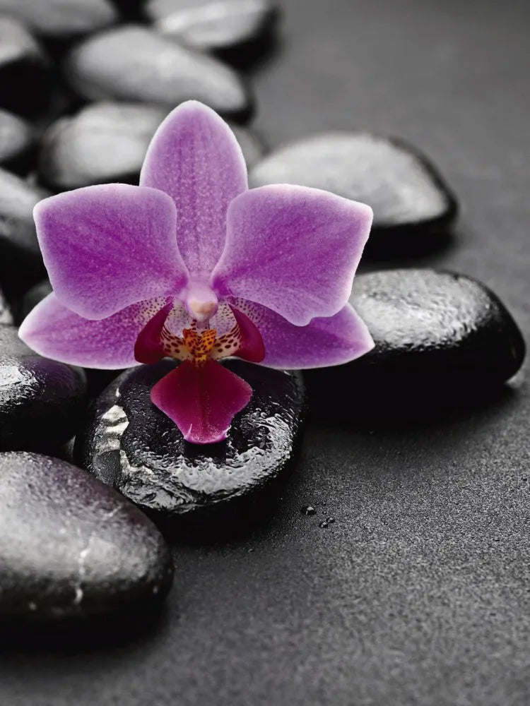 Orchid on stone